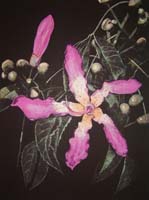 botanicals