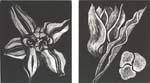 Tulip Study